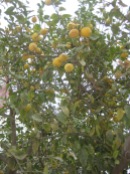 Lemon tree oh so pretty