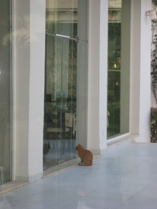 The hotel cat waited patiently at the door to the restaurant every morning.